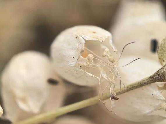 Huawei Pura 70 makro