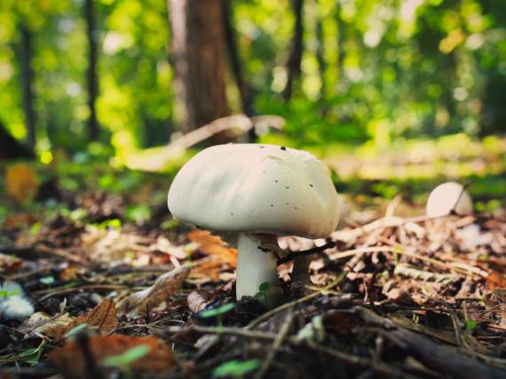 Pečurka _ šuma _ Foto Shutterstock.jpg