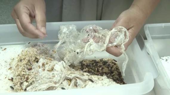 Brašnasti crvi koji jedu plastiku