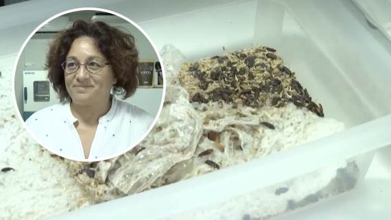 Brašnasti crvi koji jedu plastiku