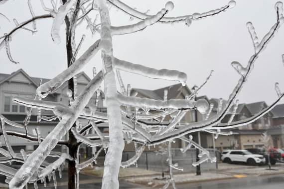 Ledena kiša na drvetu