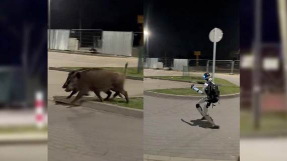 Robot tera svinje sa parkinga