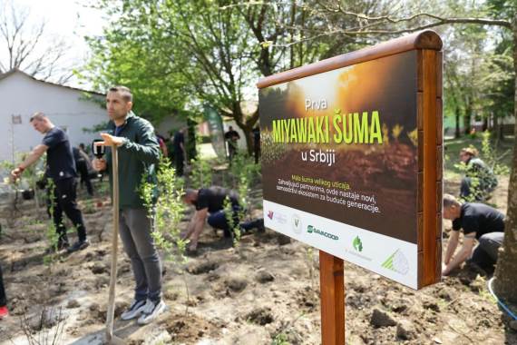 Zasado drvo Miyawaki šuma