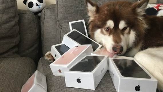 iPhone 7 - kupio ih osam za svog psa