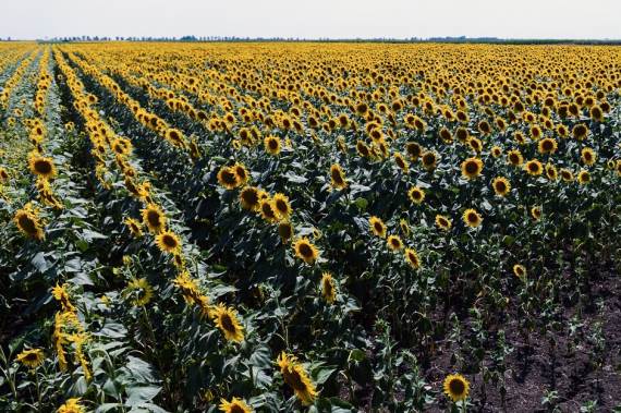 Praćenje useva pomoću satelita u Srbiji