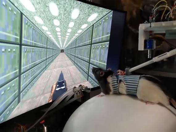 Pacov igra video igru