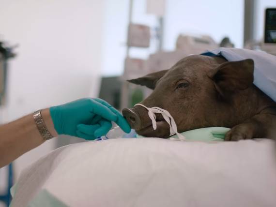 Neuralink pod istragom zbog okrutnosti prema životinjama Ilon Mask