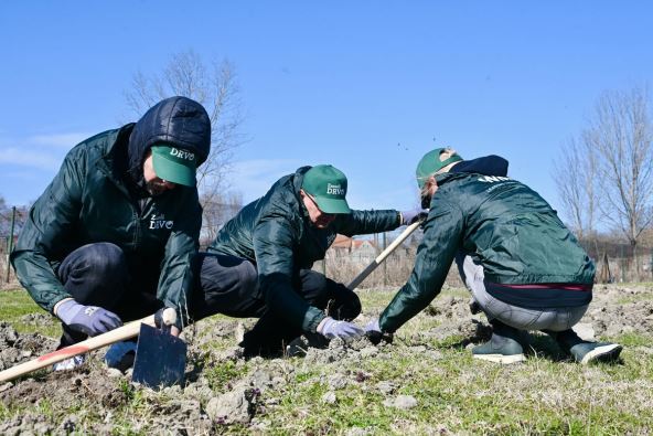 Zasadi drvo