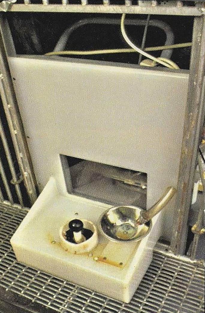 svinje igraju video igre pametni prasici istraživanje univerzitet pensilvanija foto