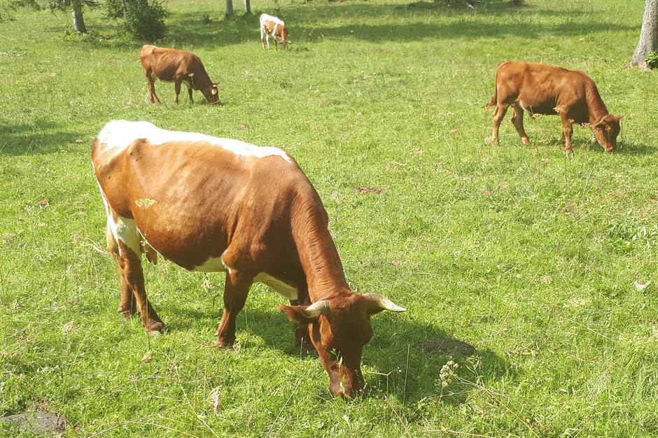 Crveno meso je loše za zdravlje i uništava životnu sredinu