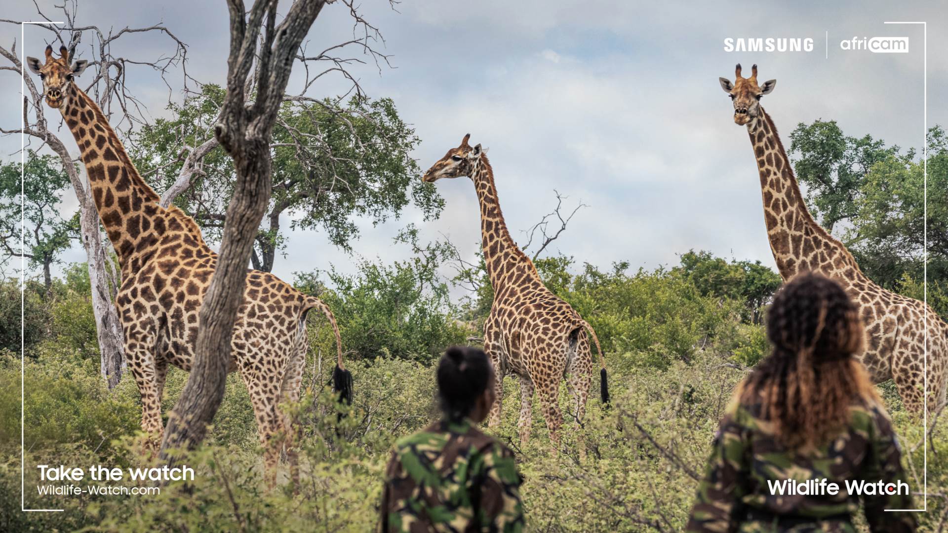 samsung galaxy wildlife watch afrika divlje životinje žirafe ocuvanje prirode savana
