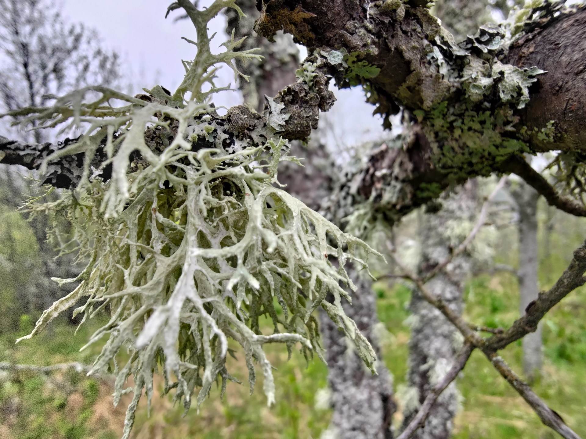 asus zenfone 8 flip pametni telefon male dimenzije premijum hardver snapdragon 888