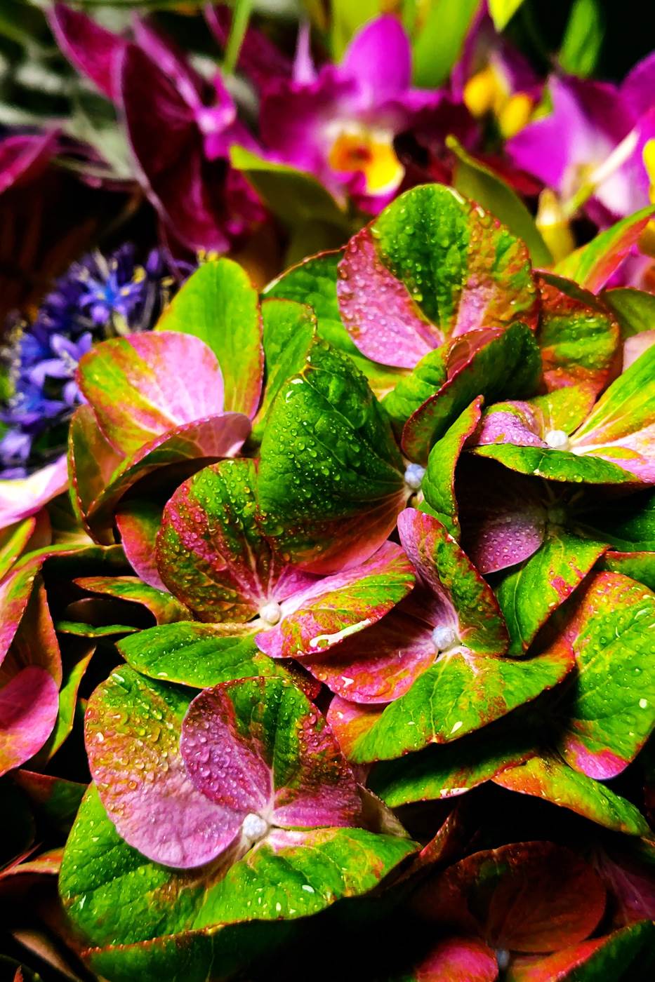 najveci senzor u pametnom telefonu najbolja kamera sharp leica aquos r6