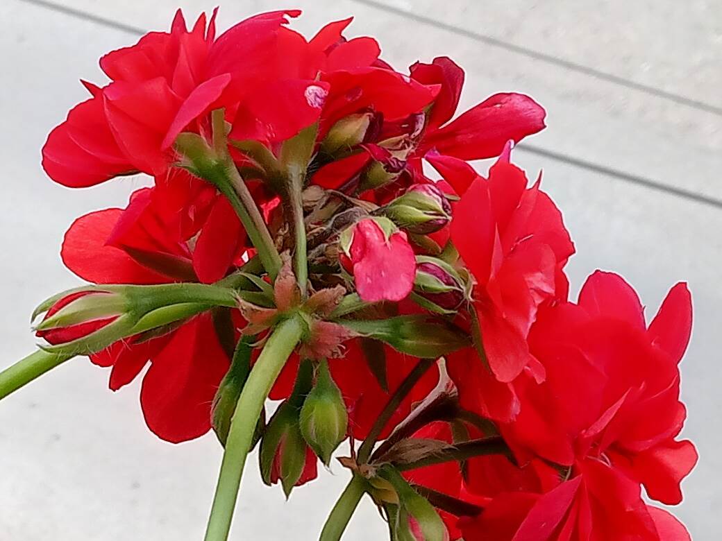 nokia g10 kupovina cena 160 evra saveti utisci kako radi kvalitet jeftin telefon kamera foto video