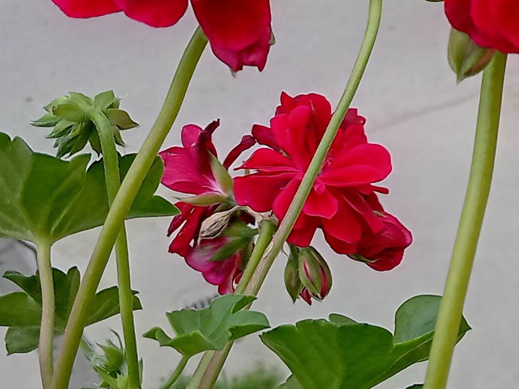 nokia g10 kupovina cena 160 evra saveti utisci kako radi kvalitet jeftin telefon kamera foto video