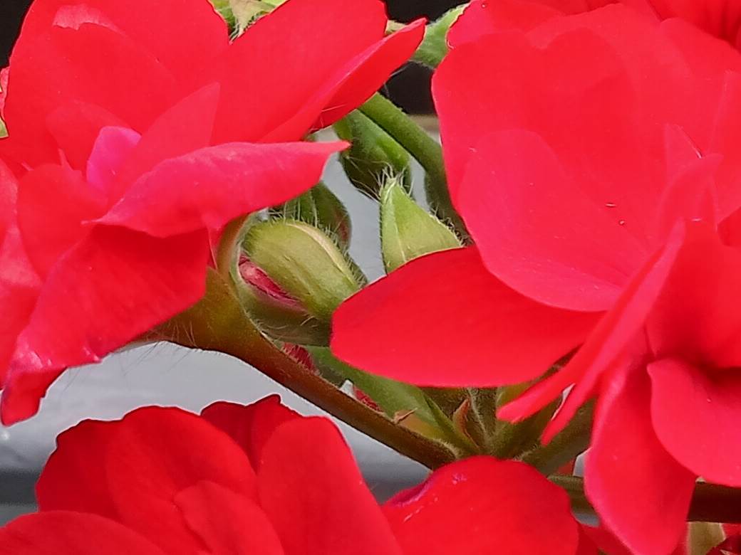 nokia g10 kupovina cena 160 evra saveti utisci kako radi kvalitet jeftin telefon kamera foto video