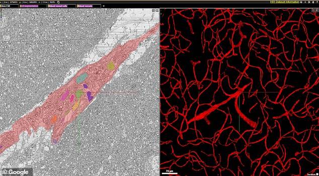 ljudski mozak 3d mapa google harvard projekat