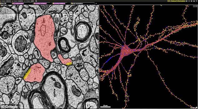 ljudski mozak 3d mapa google harvard projekat