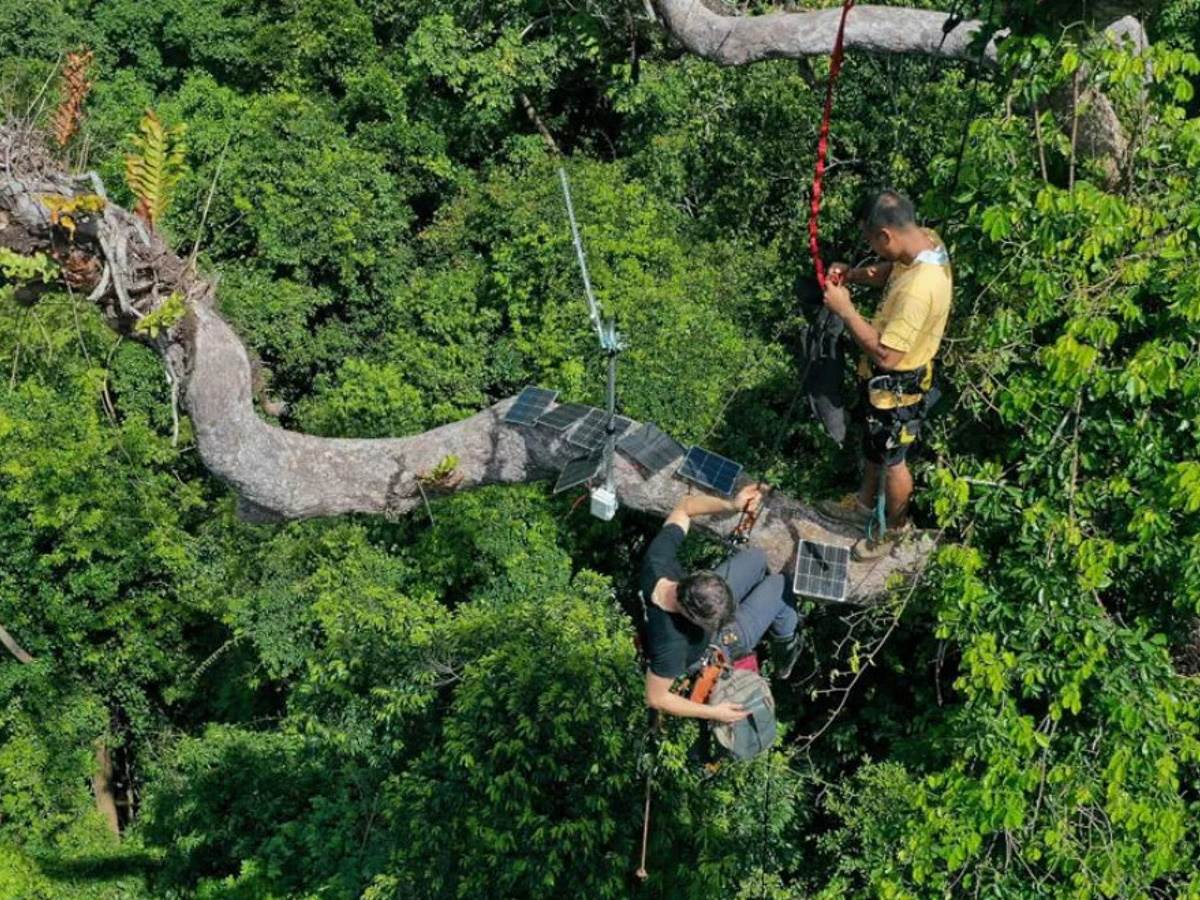 Huawei telefoni kišne šume zaštita od seče šuma 1.jpg