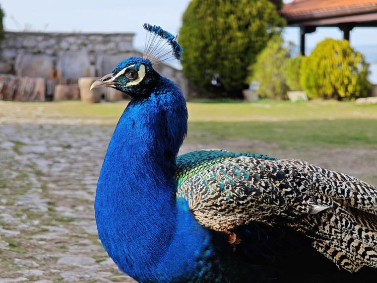 Xiaomi 14 Ultra kamera dan 8.jpg