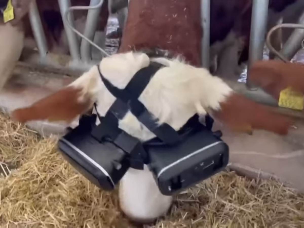 Metaverzum za krave