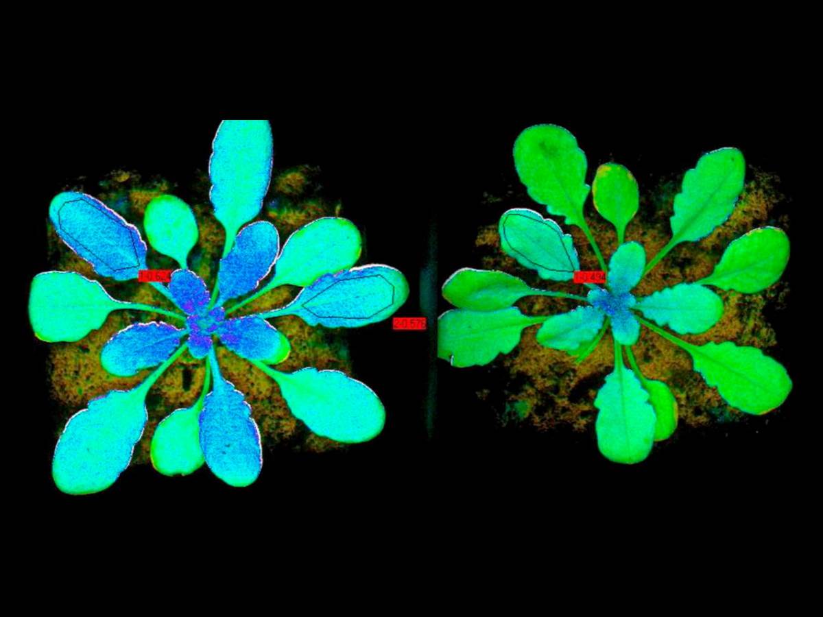 Fluorescentne biljke