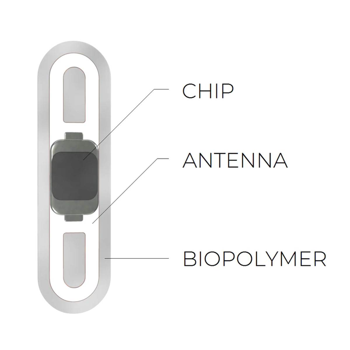 chip3d0348_80bcc096-9e3e-4c1e-a75c-c974b3ebce8e_900x copy.jpg