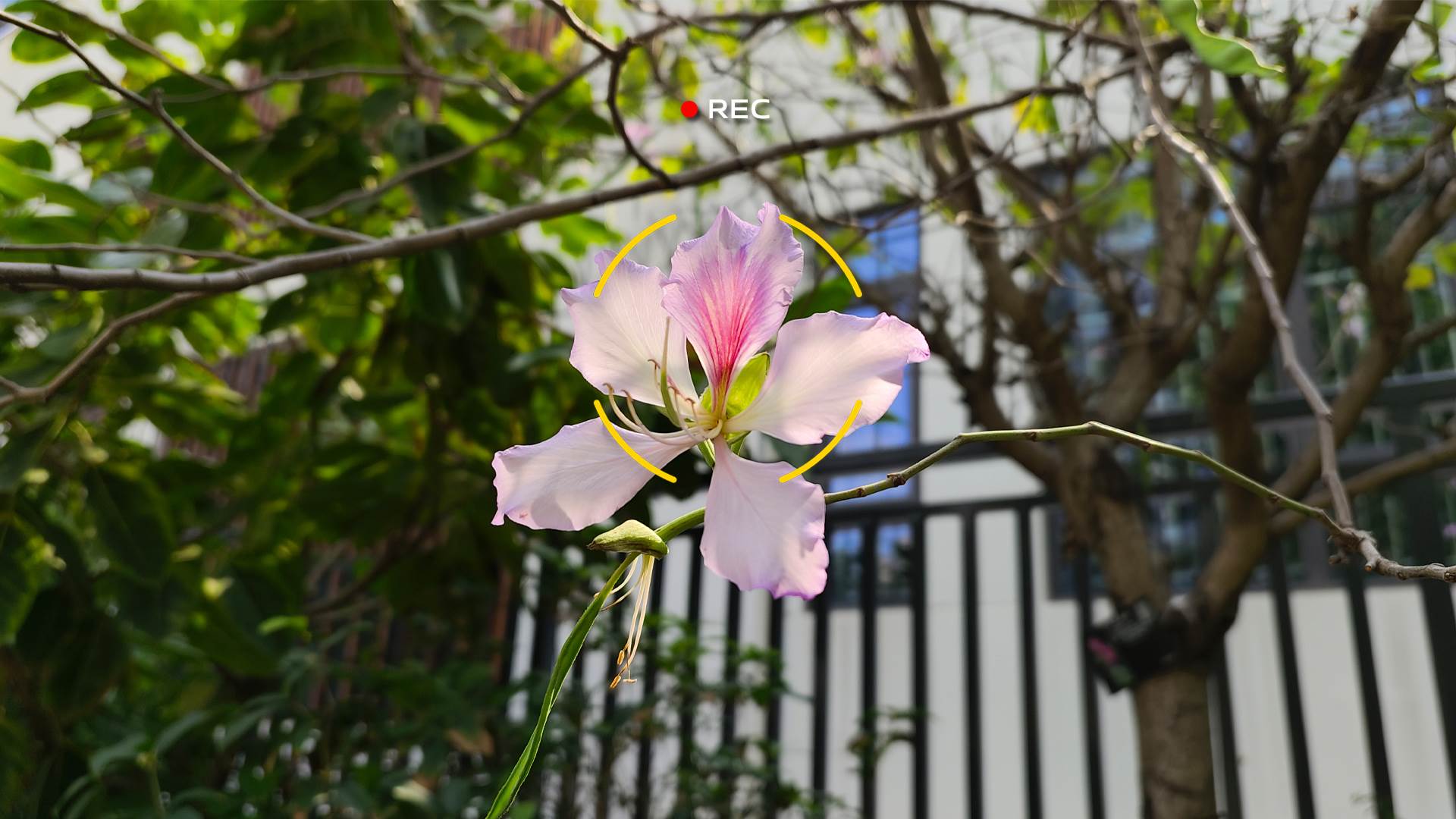 vivo X80 Pro kamera slike 7.jpg