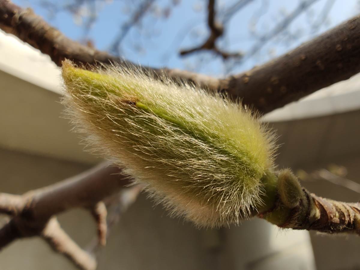 Motorola Edge 30 Ultra Slike Kamere (12).jpg