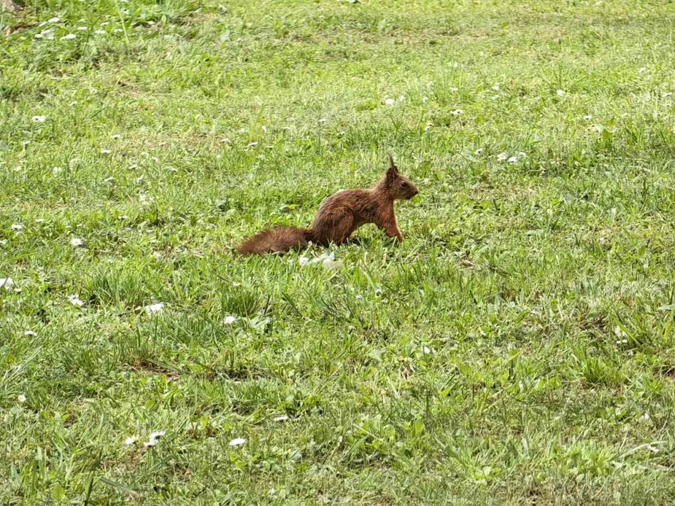 Huawei P60 Pro slike 10x zum 1.jpg