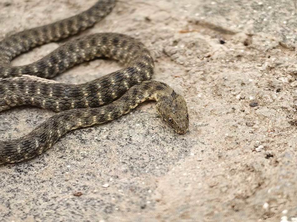 Huawei P60 Pro slike makro 5.jpg