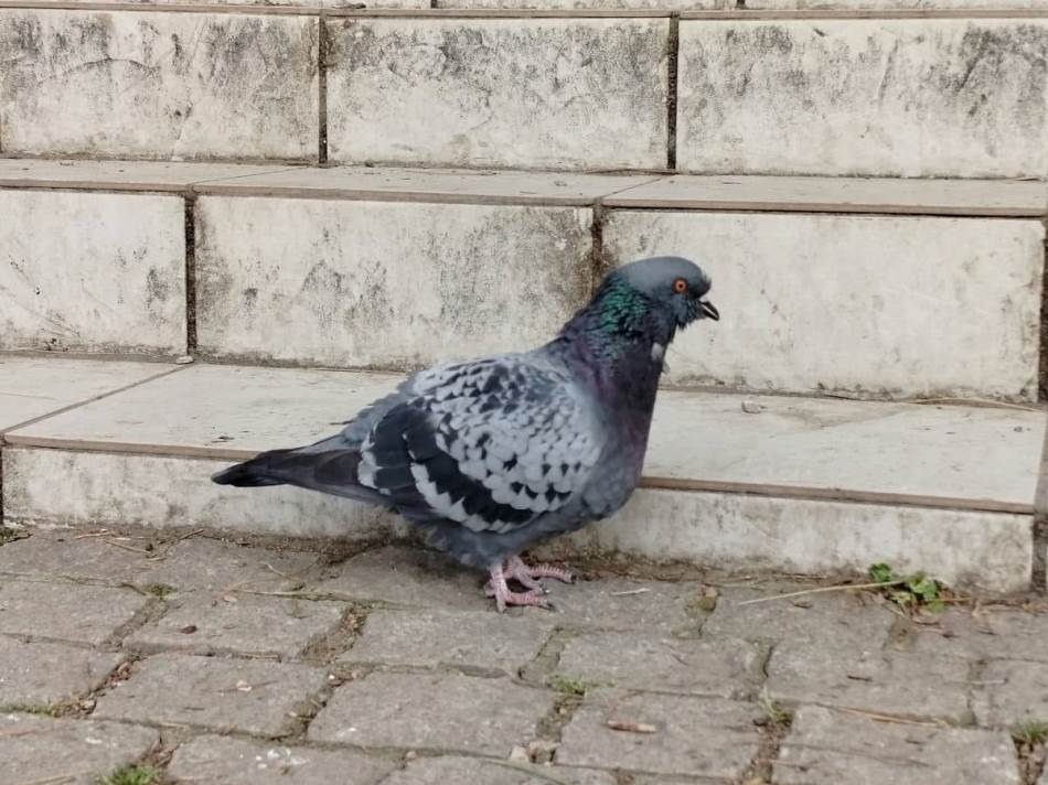 realme C67 test kamere dan 7.jpg