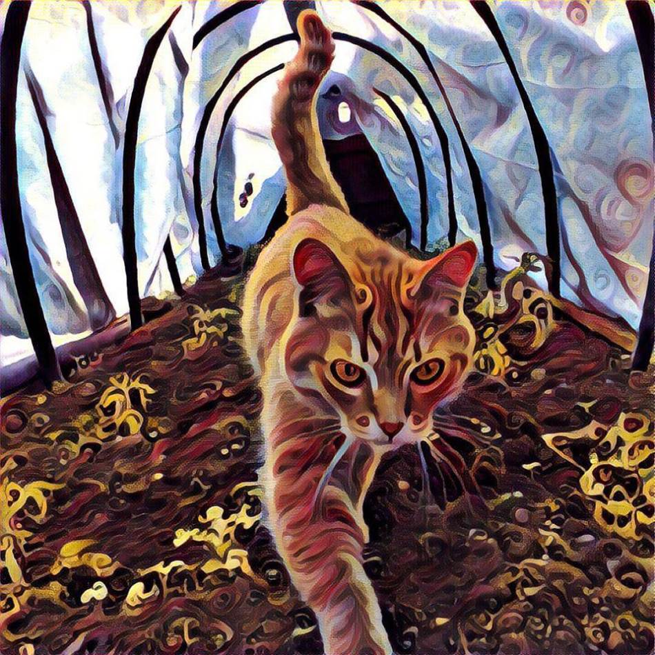 Prisma Android aplikacija download link, preuzimanje