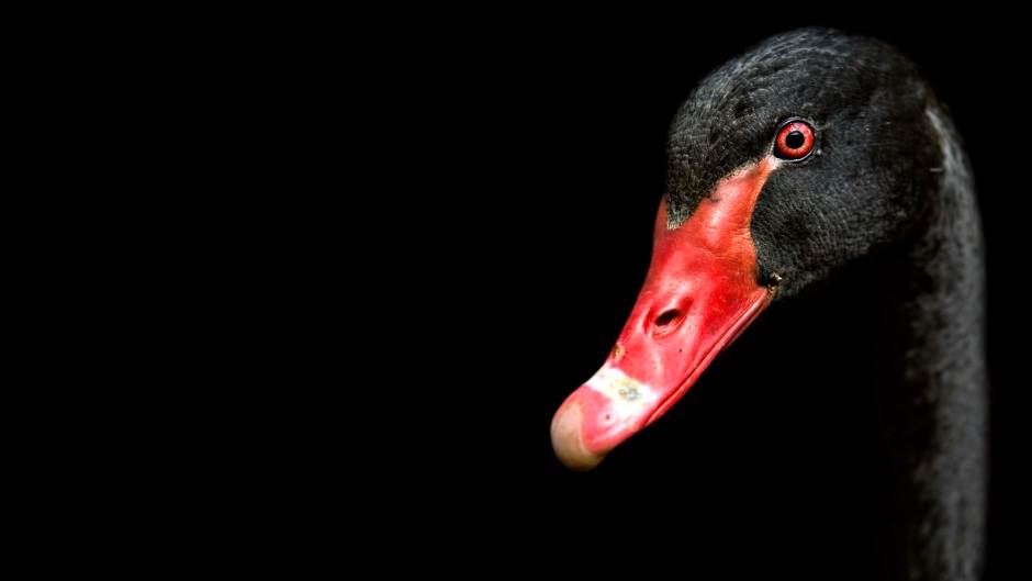 LG OLED TV kupovina, cene, saveti, preporuke, zakrivljeni ili ne, saveti, cene