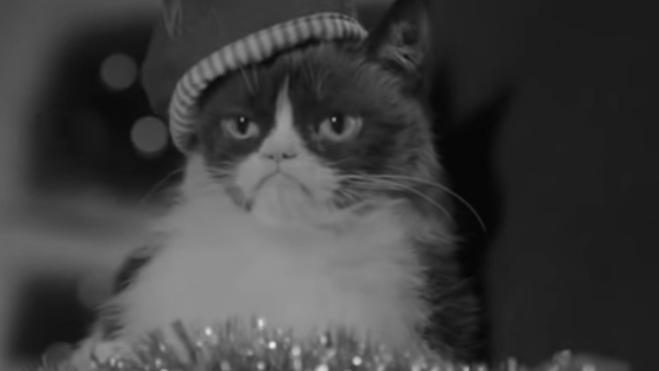 Grumpy Cat uginula nadurena macka