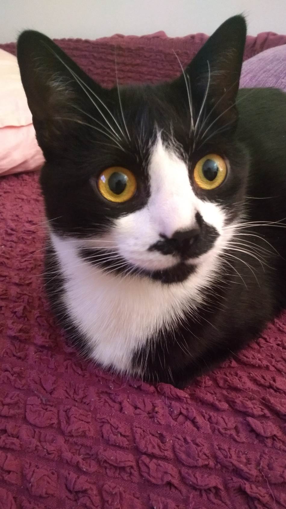 Moto G5 u Srbiji cena, kupovina, prodaja, specifikacije, test Moto G5, recenzija Moto G5, Motorola M