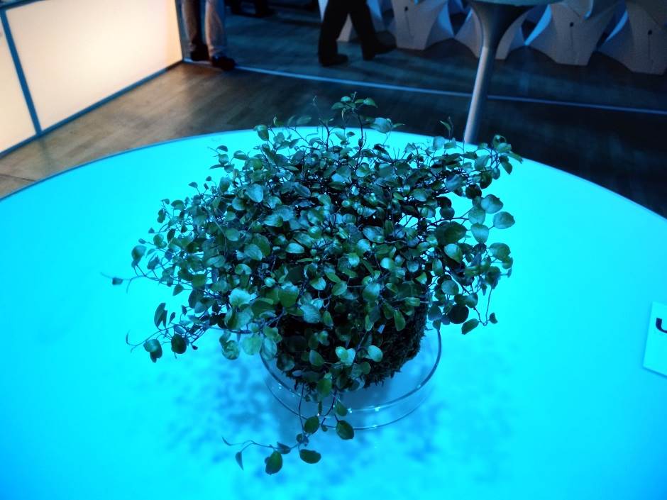 Wiko View cena u Srbiji, prodaja, kupovina, specifikacije, info, slike, Wiko View kamera