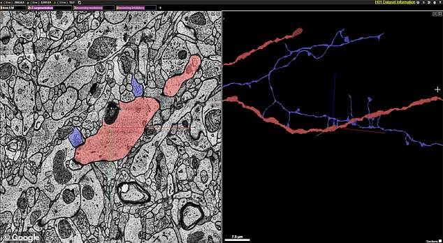 ljudski mozak 3d mapa google harvard projekat