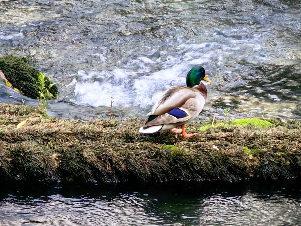 Huawei Mate50 Bosna 7.jpg