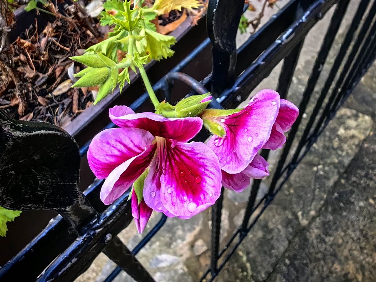 Huawei Mate50 Bosna 12.jpg