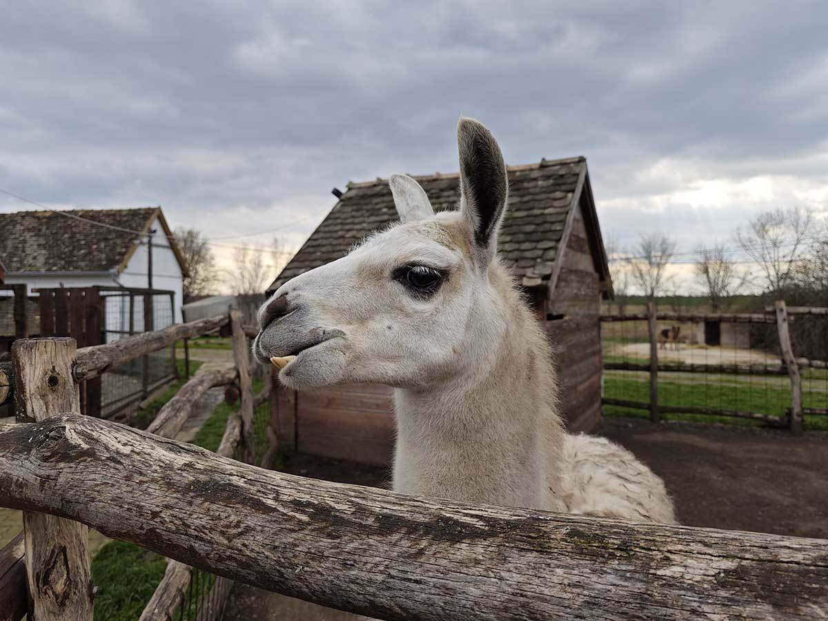 Xiaomi 13 Pro slike 4.jpg