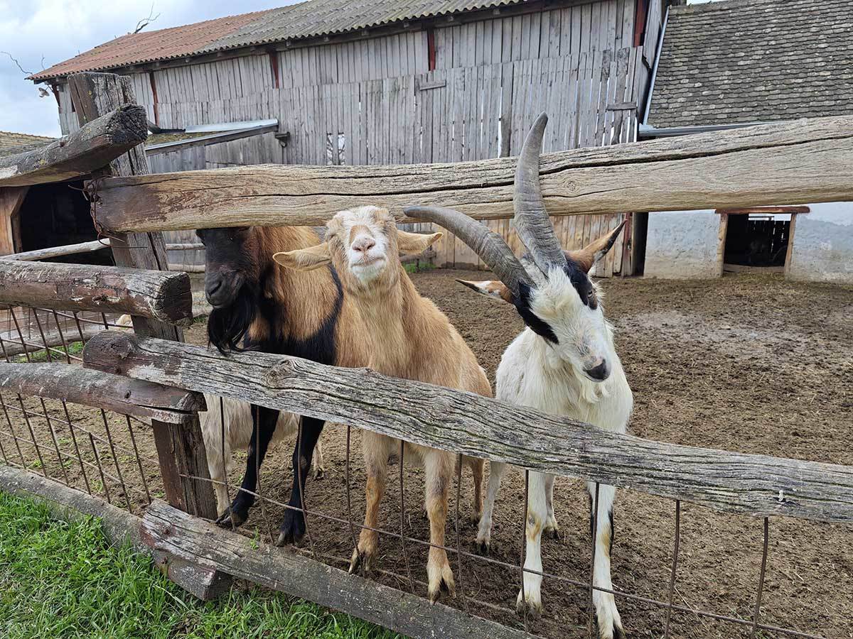 Xiaomi 13 Pro slike 5.jpg