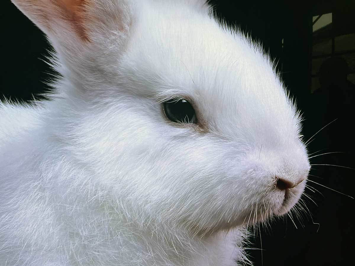 Samsung Neo QLED i OLED 8.JPG